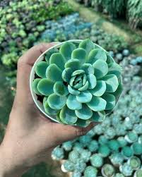 Succulent Plant